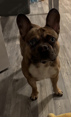 Deckrüde Französische Bulldogge