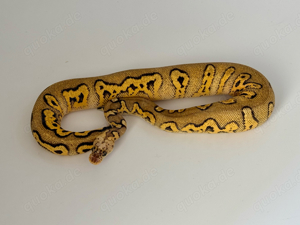 0.1 Pastel Stranger Clown Tausch gegen Heterodon 