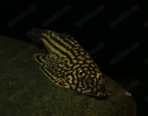 Prachtflossensauger - Sewellia lineolata
