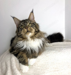 Maine Coon Deckkater Bild 5