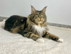 Maine Coon Deckkater Bild 4