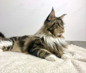 Maine Coon Deckkater Bild 3