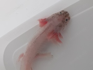 Junge Axolotl, eigene Nachzuchten 