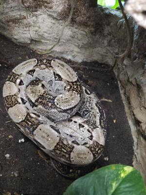 Zwergboa: 1.0 Boa constrictor imperator "Cay Caulker" DNZ 2013 Bild 3