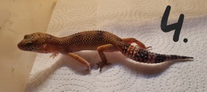 Leopardgeckos NZ24, 0.1 Weibchen