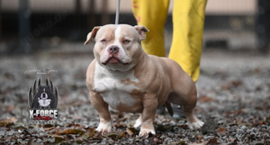 american Bully Weibchen ABKC