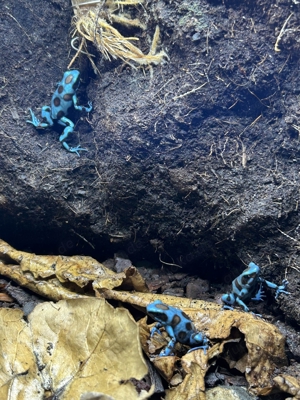 Dendrobates Auratus El cope 0.0.5