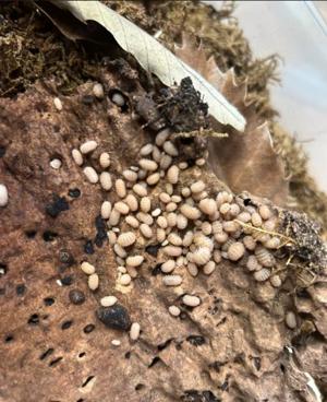 Terraristik Cristarmadillidium muricatum (Stachelasseln)10+ Tiere