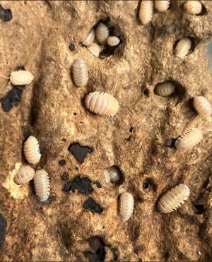 Terraristik Cristarmadillidium muricatum (Stachelasseln)10+ Tiere Bild 2
