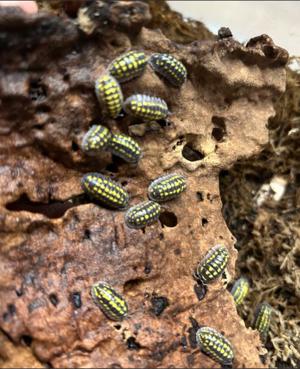 Terraristik Armadillidium gestroi 10+ Tiere