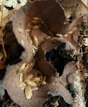 Terraristik Porcellio laevis  Orange  10+ Tiere