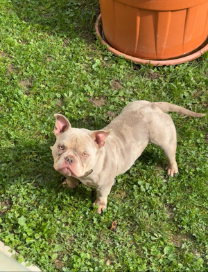 American Bully Weibchen