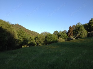 Suche: Wiese in Annweiler am Trifels