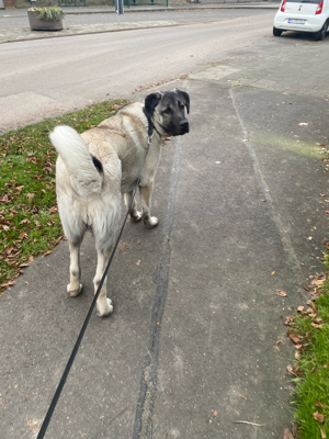 Kangal an liebevolle Hände mit Haus und Garten günstig abzugeben