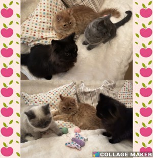 Süße Birima-Mix Kitten suchen ein liebevolles Zuhause