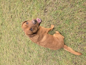Labrador Deckrüde mit zzl Foxred Showlinie