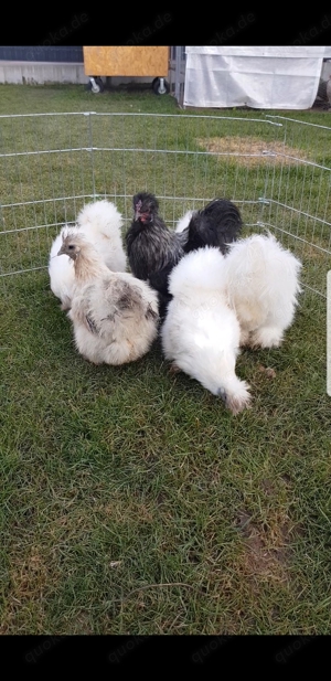 Bruteier Seidenhühner, Seidi, Seidenhuhn, Küken, Henne Bild 2