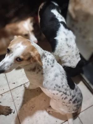  Rema ist jung, ruhig, freundlich.  Bild 4