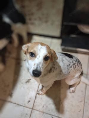  Rema ist jung, ruhig, freundlich.  Bild 6