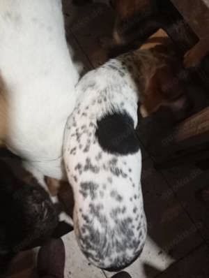  Rema ist jung, ruhig, freundlich.  Bild 7