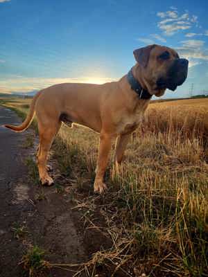 Dogo Canario Welpen aus Spitzenverbindung ! WT: 17.1.2025  !  2 kräft Hü. , Reservierung möglich ! Bild 10