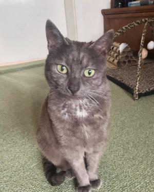Verschmuste ältere Katze Kedi sucht nach Tod des Besitzers dringend ein schönes Zuhause