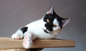 liebevoller und neugieriger junger Kater Herkules sucht ein schönes Zuhause mit Artgenossen