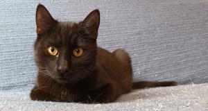 anhänglicher junger Kater Cabral liebt auch Kinder und sucht ein tolles Zuhause