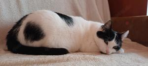 sanfte und zutrauliche junge Katze Rita sucht ein schönes Zuhause Bild 2