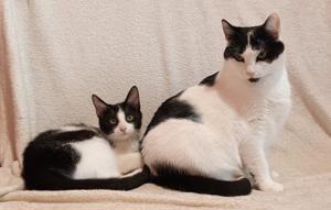 sanfte und zutrauliche junge Katze Rita sucht ein schönes Zuhause Bild 3