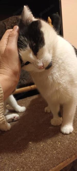 sanfte und zutrauliche junge Katze Rita sucht ein schönes Zuhause Bild 4