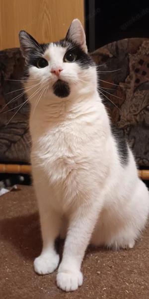 sanfte und zutrauliche junge Katze Rita sucht ein schönes Zuhause Bild 6
