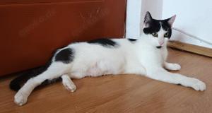 sanfte und zutrauliche junge Katze Rita sucht ein schönes Zuhause Bild 7
