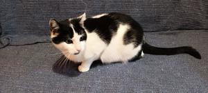 sanfte und zutrauliche junge Katze Rita sucht ein schönes Zuhause Bild 5