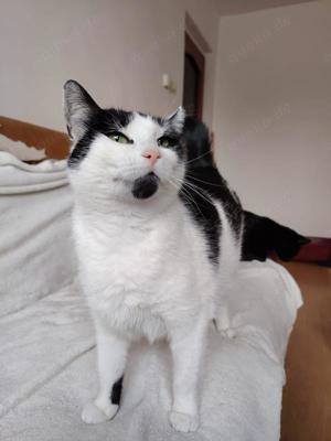 sanfte und zutrauliche junge Katze Rita sucht ein schönes Zuhause