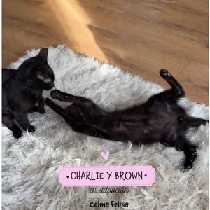 aufgeweckte junge Kater Charlie und Brown suchen zusammen ein Zuhause