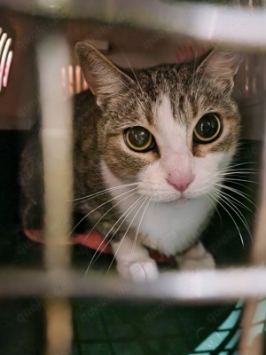 arme Katze Billie wurde aus ihrem Zuhause verjagt