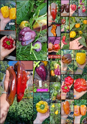 Paprika Samen, Raritäten  Bild 2