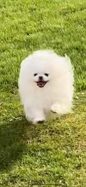 Deckrüde Spitz Zwergspitz Pomeranian SCHNEE WEISS (kein Verkauf) Bild 9
