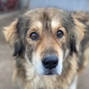 Nikolaus, geb. ca. 09 2015, lebt in GRIECHENLAND, im städt. Tierheim Serres