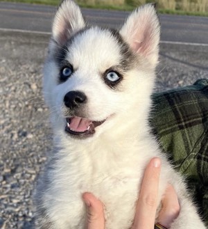 Niedliche Pomeranian-Husky-Mischlingswelpen suchen ein Zuhause  