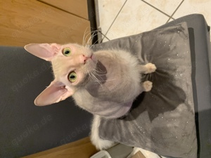 Katzen & Katzenbabys in Emsdetten kaufen, verkaufen & zu verschenken