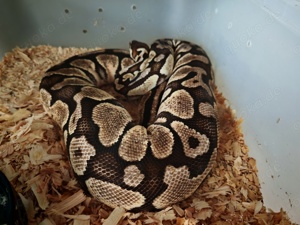 100,-  komplett - 1.3 Königspyton P.Regius (Citrus Pastel, GHI Mojave, Black Pastel Mojave,..