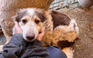 Wer schenkt Sally ein liebevolles Zuhause und sein Herz?