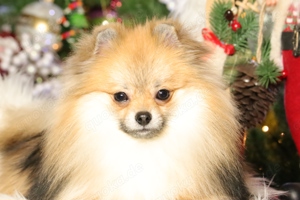 Pomeranian   Deutscher Zwergspitz Rüde sucht neues Zuhause