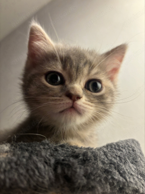 BKH Katze in Mannheim Katzen kostenlose Kleinanzeigen