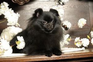 Ivy, wunderschöne Pomeranian   Deutscher Zwergspitz, Hündin mit Ahnentafel