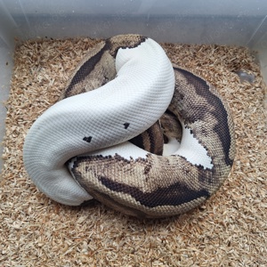 Königspython Piebald Weibchen (verpaart) 