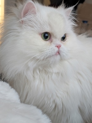 deckkater perser weiß