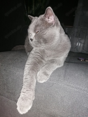 Deckkater Georg, Ich verkaufe nicht!! 